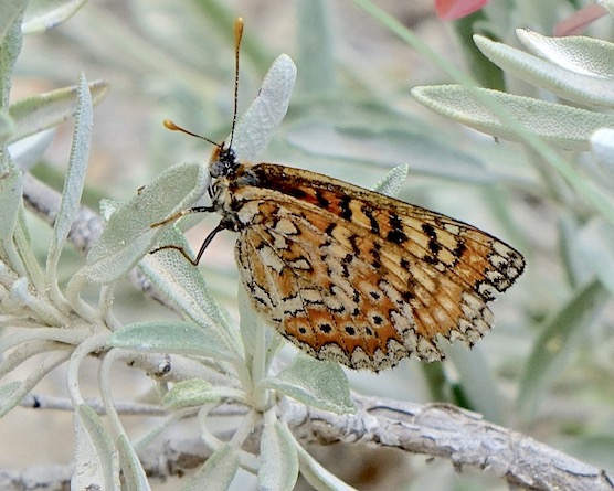 Spanish fritillary